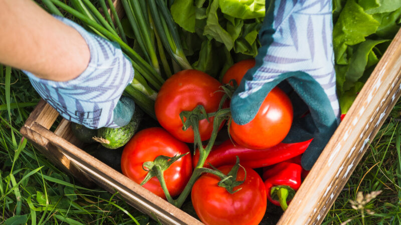 Greenhouse for growing tomatoes