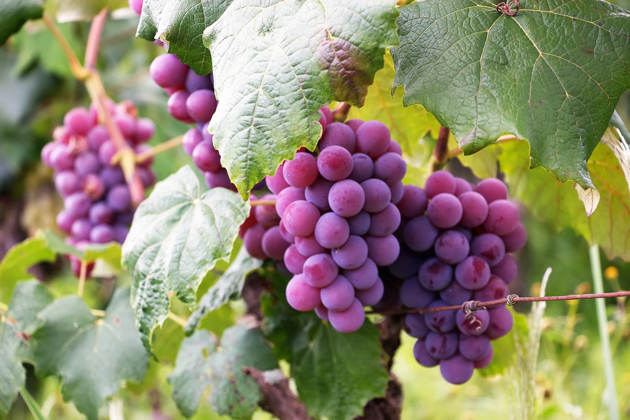 Purple grapes took the fruits market