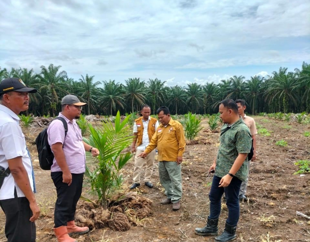 Tanaman Ulang Kelapa Sawit Afdeling V Kebun Rantauprapat Sudah Sesuai SOP