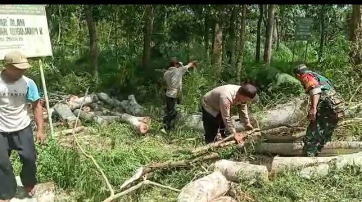 Pohon Tumbang Timpa Rumah Warga, Polisi Polresta Banyuwangi Bantu Evakuasi