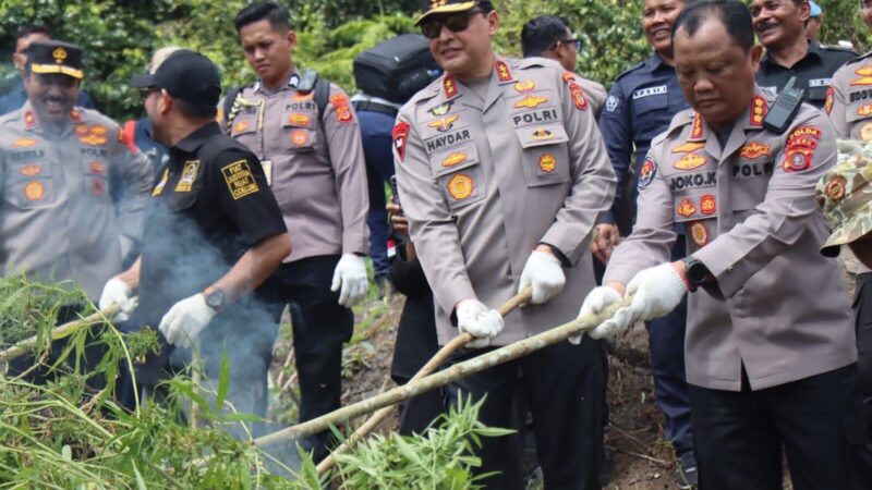 Bapak Kapolda Aceh Musnahkan 11 Hektar Ladang Ganja di Aceh Besar