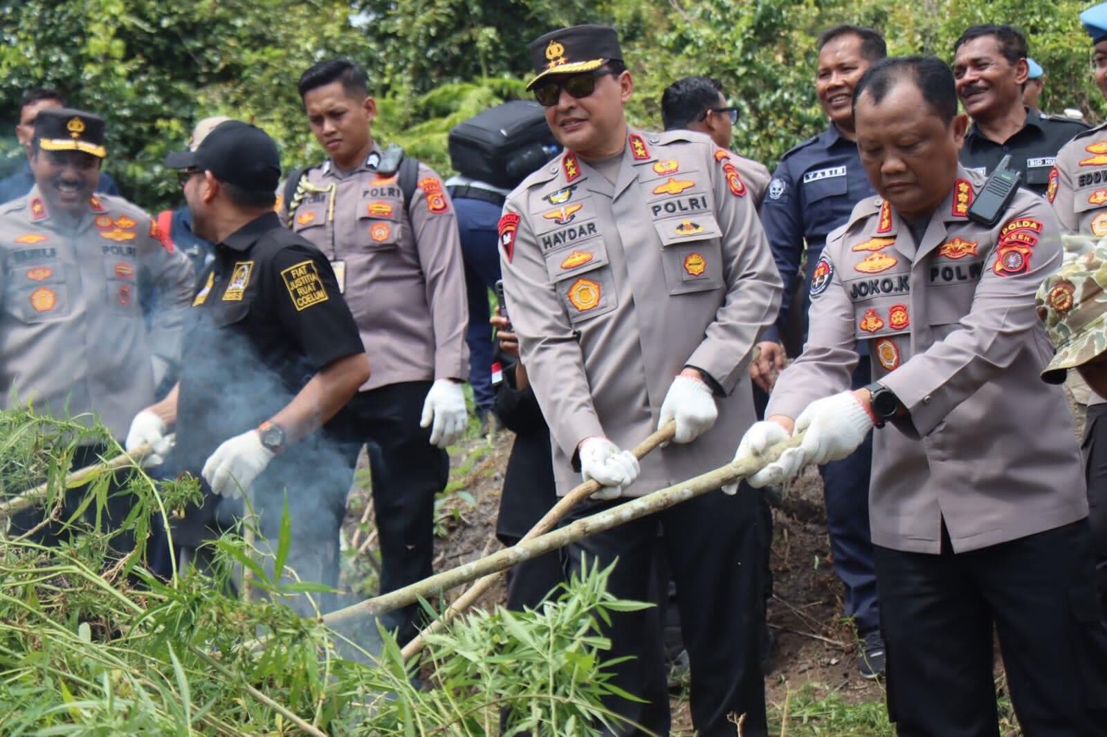 Bapak Kapolda Aceh Musnahkan 11 Hektar Ladang Ganja di Aceh Besar