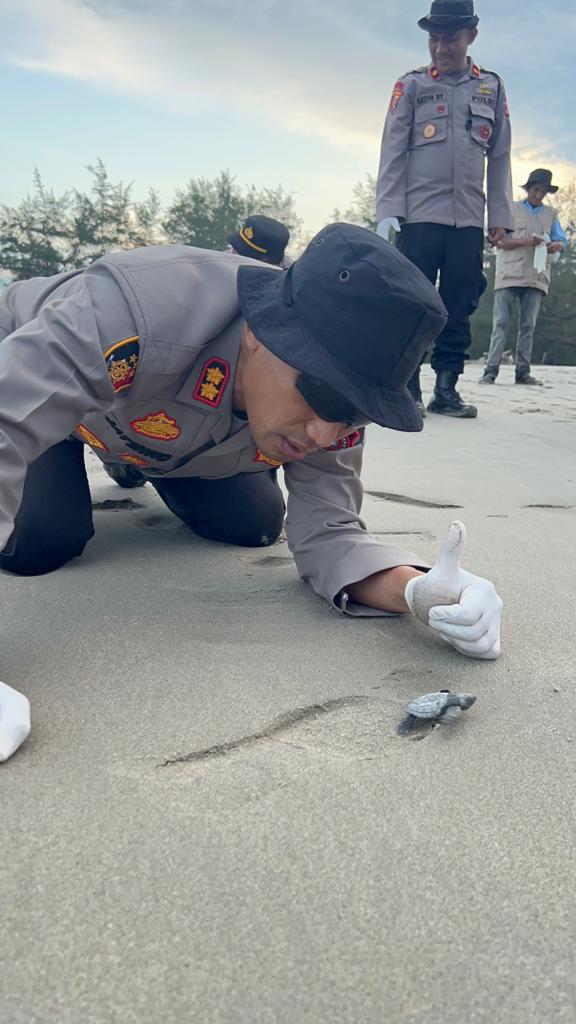 Lestarikan Penyu, Kapolres dan Ibu Ketua Cabang Bhayangkaru Simeulue Melepas Tukik