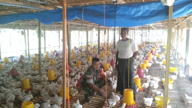 Berikan Motivasi, Babinsa Darul Aman Sambangi Peternakan Ayam Broiler