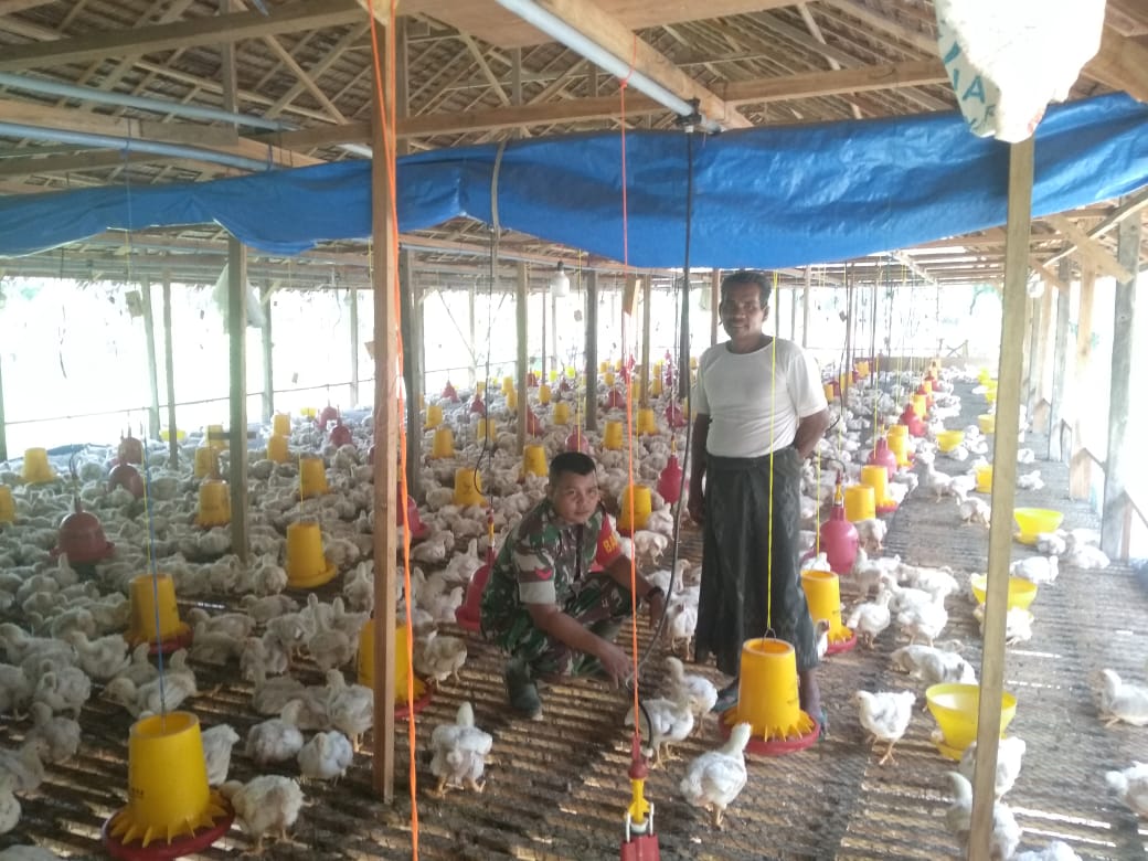 Berikan Motivasi, Babinsa Darul Aman Sambangi Peternakan Ayam Broiler