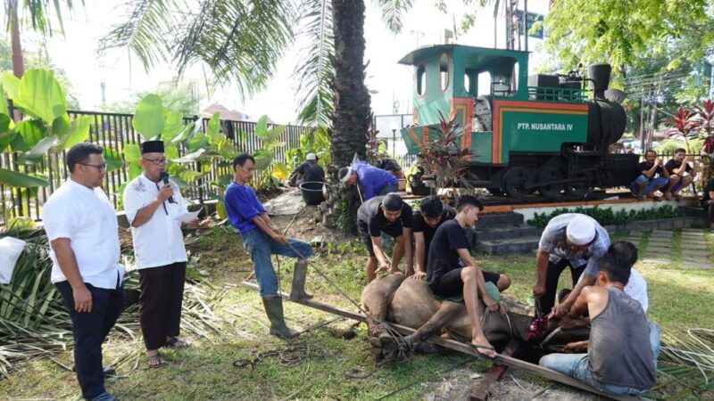 Rayakan Iduladha, PTPN IV Sembelih 657 Ekor Hewan Kurban untuk Masyarakat