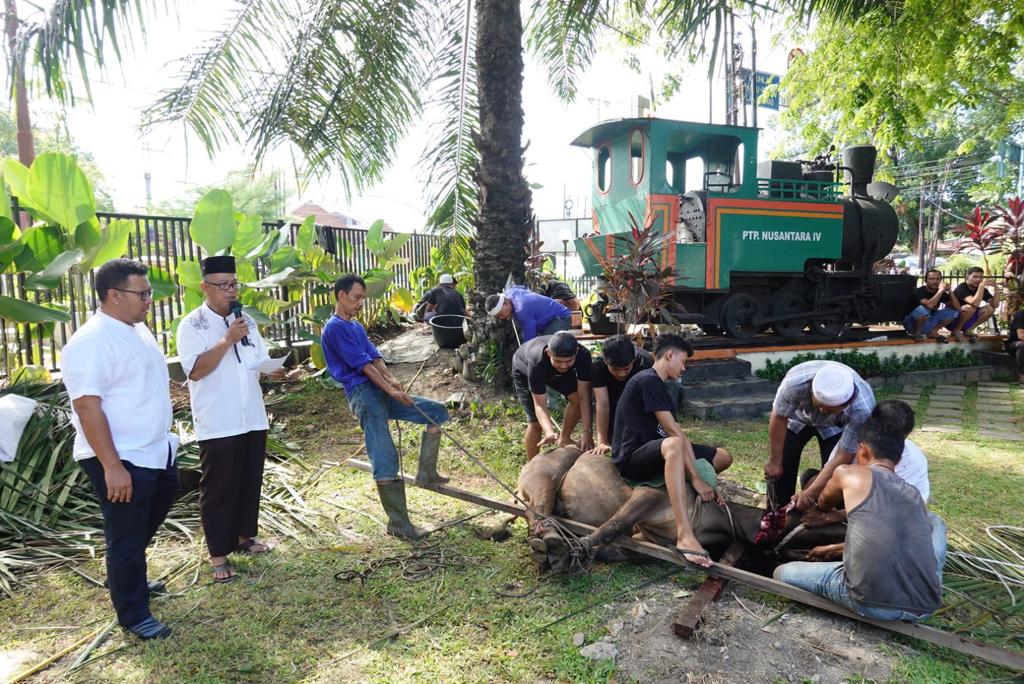 Rayakan Iduladha, PTPN IV Sembelih 657 Ekor Hewan Kurban untuk Masyarakat