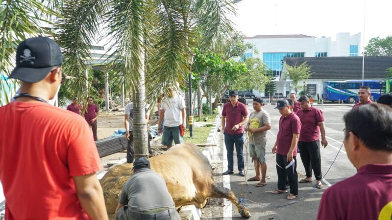 Kejati Sumut Kurbankan 8 Ekor Sapi dan 6 Ekor Kambing