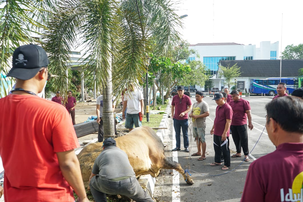 Kejati Sumut Kurbankan 8 Ekor Sapi dan 6 Ekor Kambing