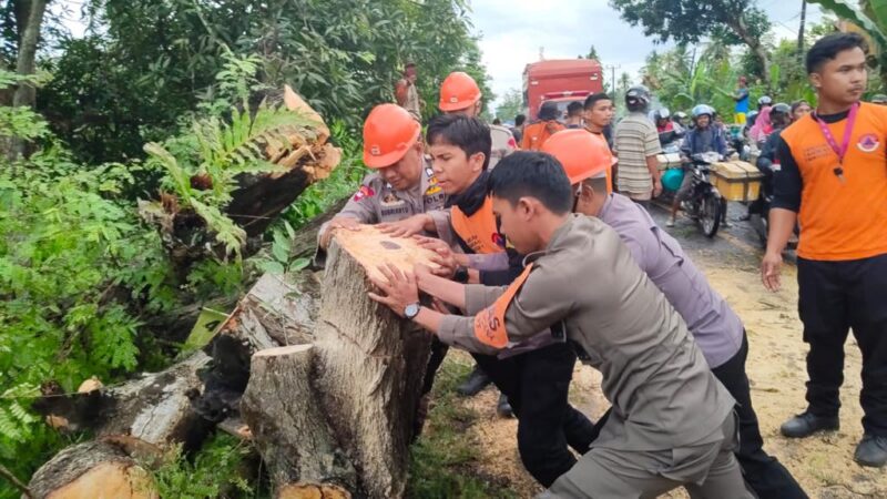 Bersama Warga, Tim SAR Brimob Bone Bersihkan Pohon Tumbang di Barebbo