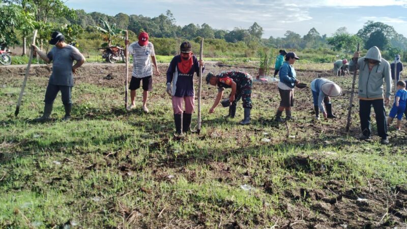 Wujud Ketahanan Pangan Wilayah, Babinsa Santaban Dampingi Petani Tanam Padi 