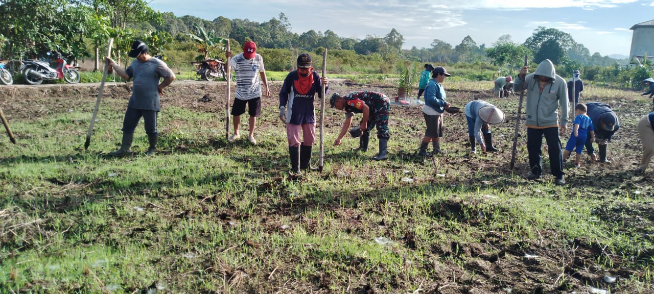 Wujud Ketahanan Pangan Wilayah, Babinsa Santaban Dampingi Petani Tanam Padi 