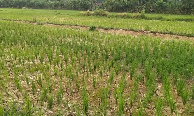 Pelaku Inisial “M/J” lakukan penggelapan dana gadai sawah hampir 1 Milyar dilaporkan ke Polres Indramayu