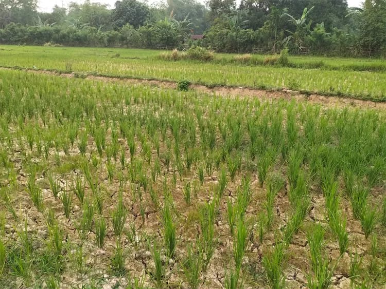 Pelaku Inisial “M/J” lakukan penggelapan dana gadai sawah hampir 1 Milyar dilaporkan ke Polres Indramayu