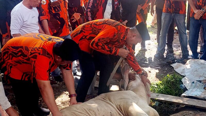 MPW Pemuda Pancasila Sumut Kurban 10 Ekor Sapi di Idul Adha 1445 H