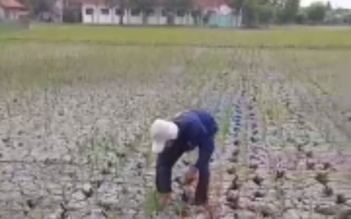 Alhamdulillah.. Petani Kabupaten Bekasi Wilayah Utara Dapat Angin Segar Dari Dirjen SDA Kementerian PUPR