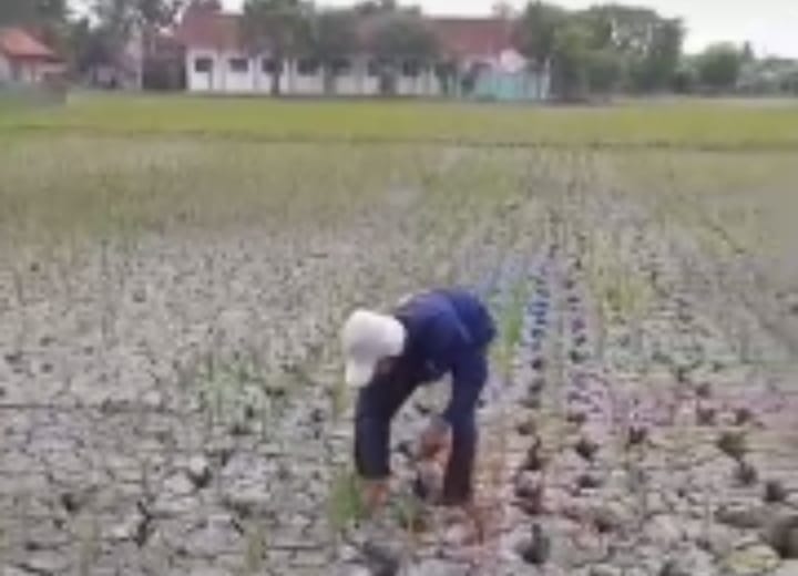 Alhamdulillah.. Petani Kabupaten Bekasi Wilayah Utara Dapat Angin Segar Dari Dirjen SDA Kementerian PUPR