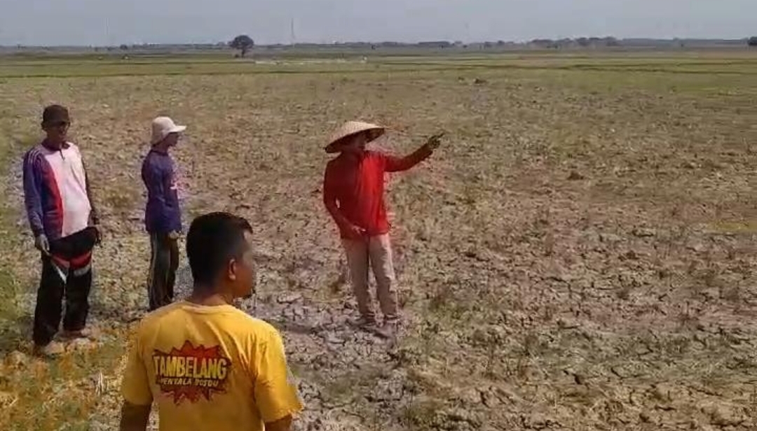 Waduh Gawat,” Petani Di Bekasi Bagian Utara Menjerit Di Landa Kekeringan 