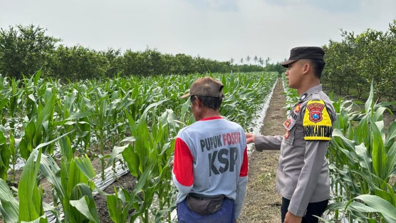Dukung Ketahanan Pangan, Polresta Banyuwangi Gandeng Warga Kembangkan Pertanian Lokal