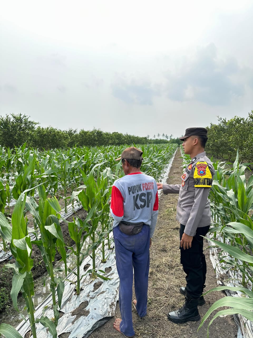 Dukung Ketahanan Pangan, Polresta Banyuwangi Gandeng Warga Kembangkan Pertanian Lokal