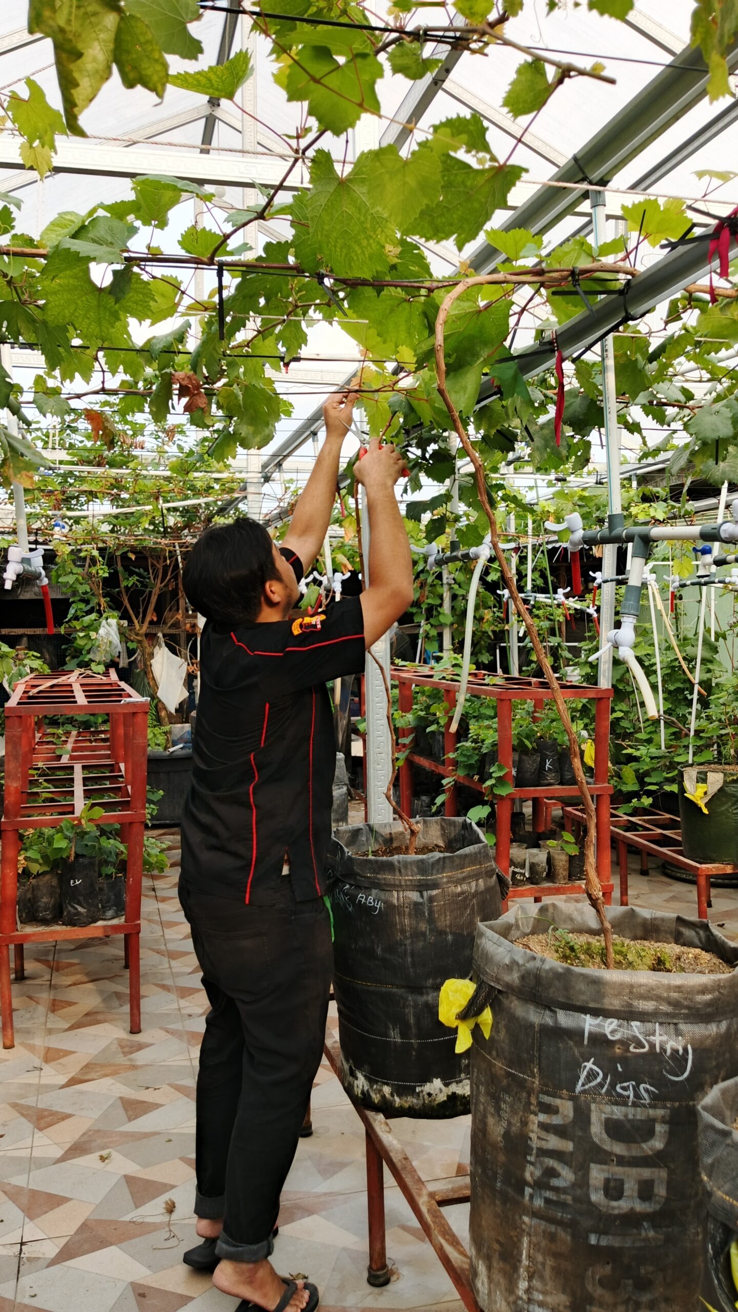 Budidaya Tanaman Anggur Pot, Hasil Karya Residen LRPPN-BI 