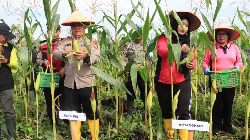 Panen Raya Jagung Serentak 1 Juta Hektar Polres Hulu Sungai Utara