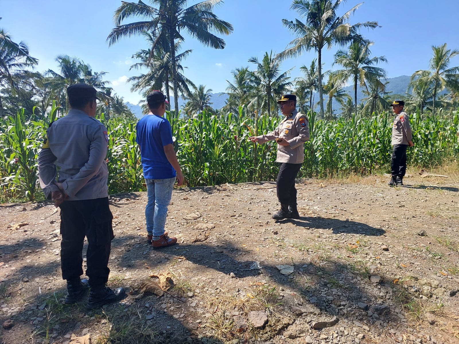 Polresta Banyuwangi Tinjau Pertumbuhan Tanaman Jagung di Glenmore