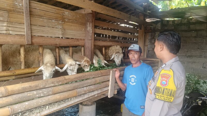 Bhabinkamtibmas Polsek Kalibaru Aktif Dukung Ketahanan Pangan Melalui Pembinaan Peternak Kambing