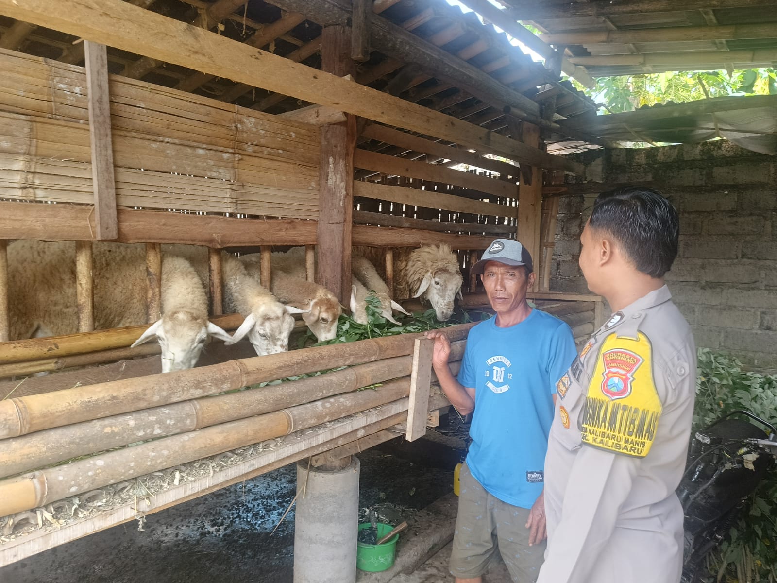 Bhabinkamtibmas Polsek Kalibaru Aktif Dukung Ketahanan Pangan Melalui Pembinaan Peternak Kambing