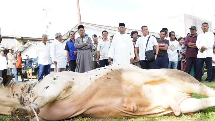 12 Sapi Qurban dari Bupati Syah Afandin, Wujud Nyata Kepedulian untuk Warga Langkat