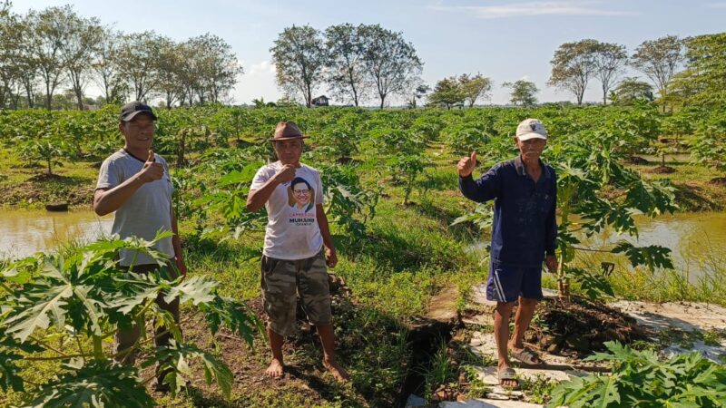 Pokdarwis Alam Setia Lestari Desa Karangsetia, Manfaatkan Lahan TKD dengan Tanaman Pepaya California,dan Budidaya Ikan Guna Mendukung Ketahanan Pangan