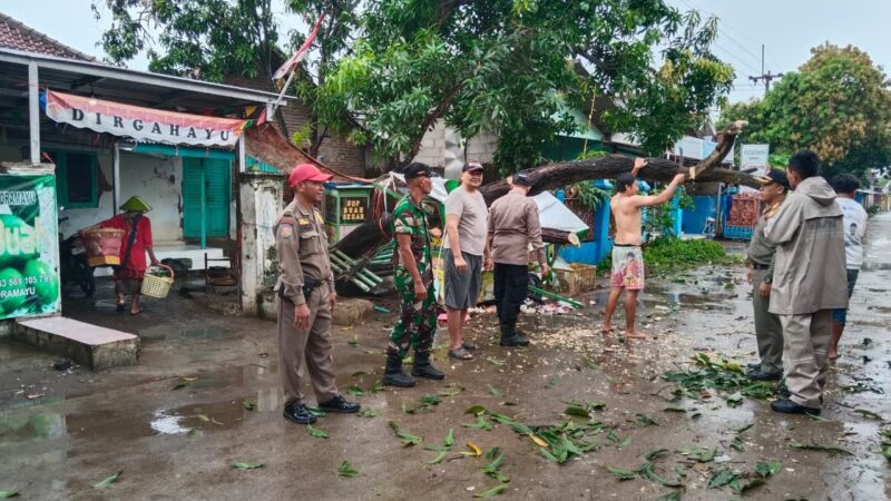 Respons Cepat Polisi dan Petugas Gabungan Evakuasi Pohon Tumbang di Jalan Raya Sliyeg Indramayu