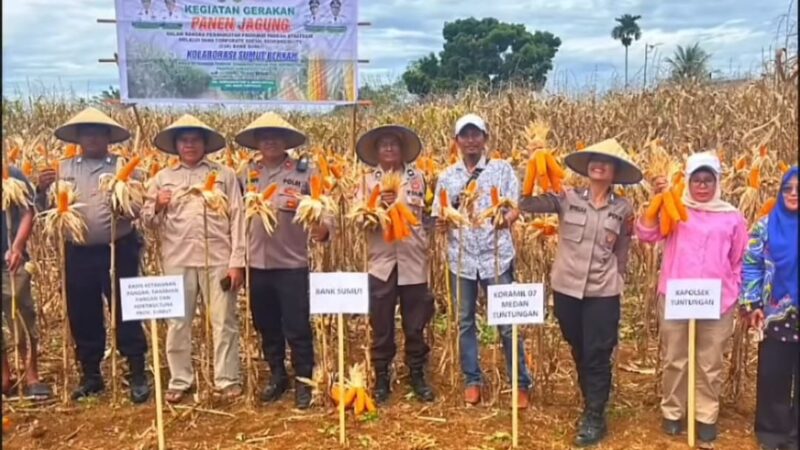 Kapolsek Medan Tuntungan Turun ke Lahan Petani Dampingi Warga Panen Jagung