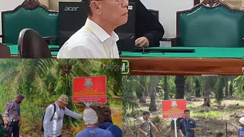 Vonis 10 Tahun dan UP 797 M, Akuang Tak Ditahan Hakim, Koperasi STM Diduga Masih Panen Sawit di Hutan Negara, Kastel Langkat : Dititip ke BKSDA