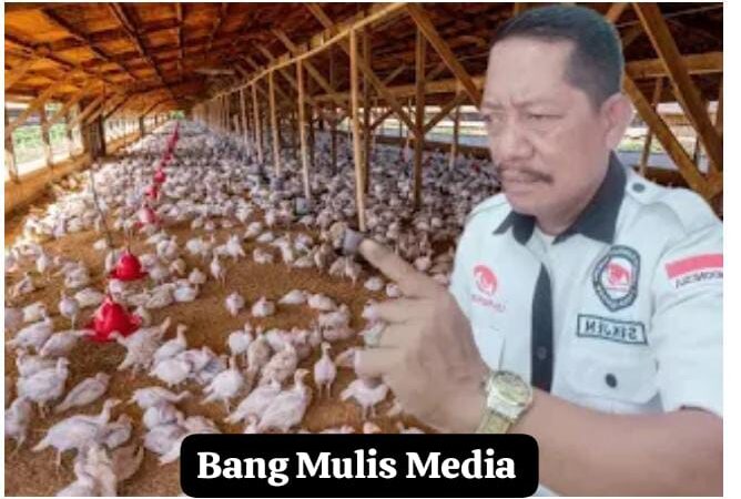 Diduga Tak Kantongi Nomor Induk Berusaha (NIB), Pengusaha Ternak Ayam di Desa Jayabakti Akan Dilaporkan Ke Pihak Terkait 