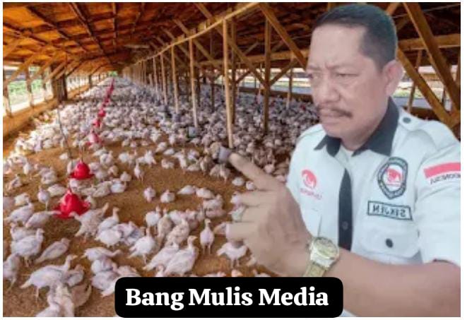 Diduga Tak Kantongi Nomor Induk Berusaha (NIB), Pengusaha Ternak Ayam di Desa Jayabakti Akan Dilaporkan Ke Pihak Terkait 