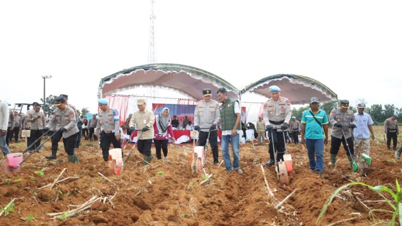 Perkuat Ketahanan Pangan,Polda Kalsel Gelar Penanaman Jagung Tahap II,di Lahan Binaan Bidpropam 