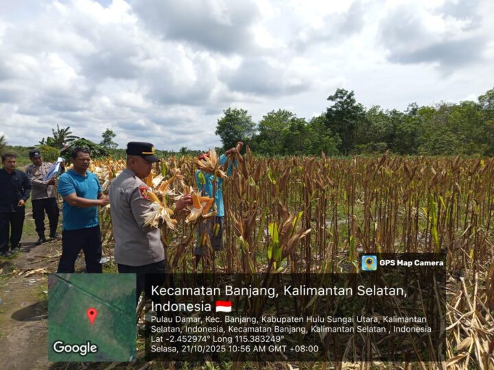 Polsek Banjang Polres HSU Gelar Panen Mandiri Jagung Pakan, Dukung Ketahanan Pangan di Kabupaten Hulu Sungai Utara