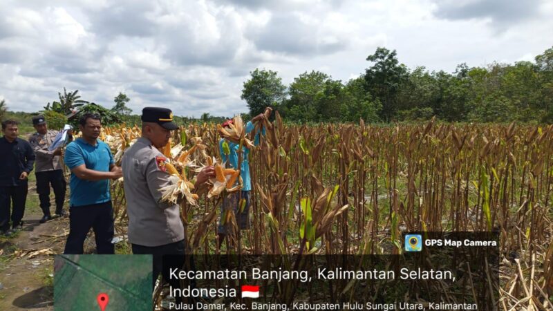 Polsek Banjang Polres HSU Gelar Panen Mandiri Jagung Pakan, Dukung Ketahanan Pangan di Kabupaten Hulu Sungai Utara