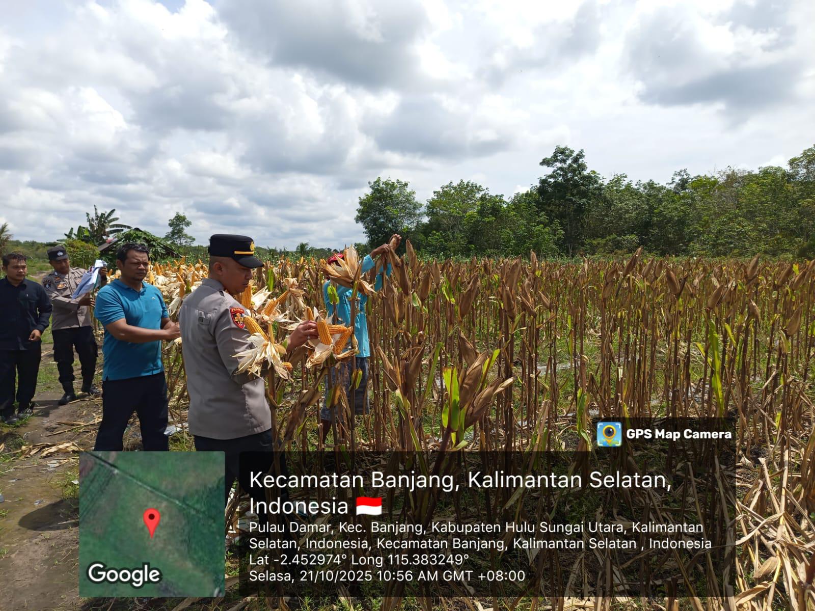 Polsek Banjang Polres HSU Gelar Panen Mandiri Jagung Pakan, Dukung Ketahanan Pangan di Kabupaten Hulu Sungai Utara