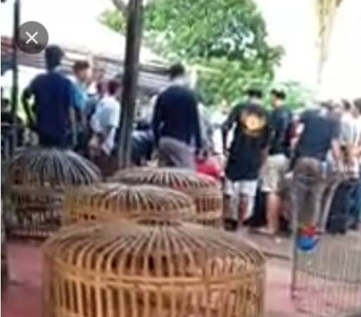Arena Judi Sabung Ayam dan Dadu  di Desa Sentis,Meresahkan Warga Sekitar 