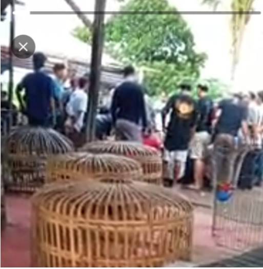 Arena Judi Sabung Ayam dan Dadu di Desa Sentis,Meresahkan Warga Sekitar