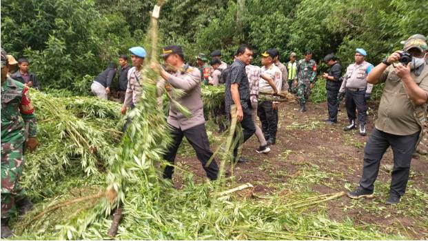 Ladang Ganja di Perbukitan Pancur Batu, Dibongkar dan Dimusnahkan Polres Tanah Karo