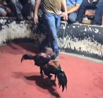 Warga Desak Kapolres Deli Serdang Tutup dan Bakar Lapak Judi Sabung Ayam Tanah Mujur 