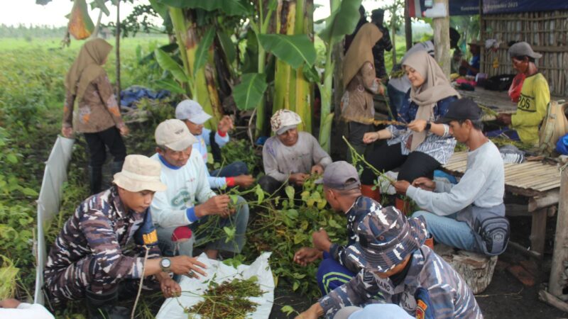 Dukung Ketahanan Pangan Nasional,Danlanal Banyuwangi Pimpin Panen Raya Kedelai di Desa Kalipait