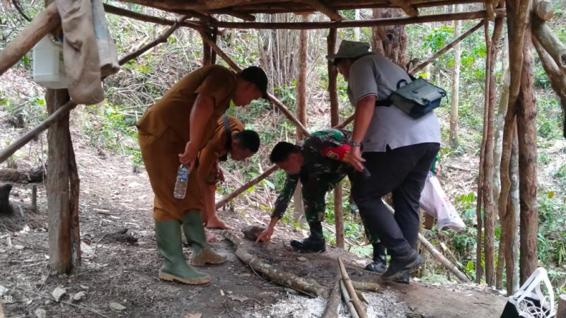 Dua Harimau Sumatra,Diduga Induk dan Anakan Muncul di Lahan Warga Siamporik