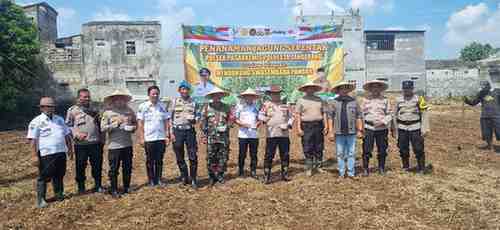Kapolsek Pasar Kemis Dorong Ketahanan Pangan Lewat Penanaman Jagung Hibrida