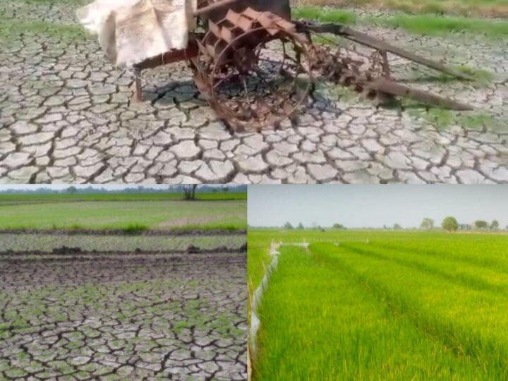 Ratusan Hektar Padi Kekeringan Tanpa Air di Sawah, Petani Desa Karangharja Terancam Gagal Panen 