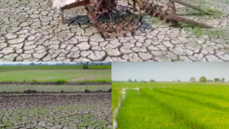 Ratusan Hektar Padi Kekeringan Tanpa Air di Sawah, Petani Desa Karangharja Terancam Gagal Panen 