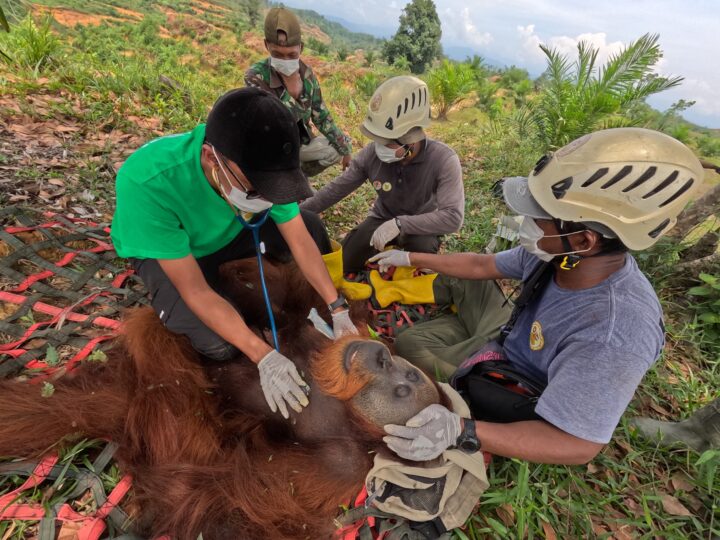 Evakuasi Orangutan Sumatera di Langkat, BKSDA Sumut Turun Tangan